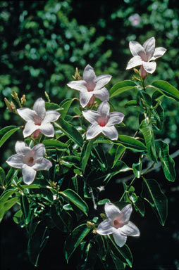 APII jpeg image of Cryptostegia grandiflora  © contact APII