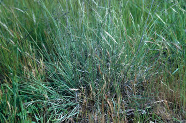 APII jpeg image of Eragrostis curvula  © contact APII