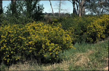 APII jpeg image of Genista monspessulana  © contact APII