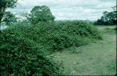 APII jpeg image of Rubus fruticosus  © contact APII