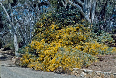 APII jpeg image of Acacia baileyana  © contact APII