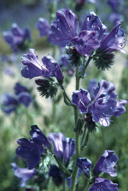 APII jpeg image of Echium plantagineum  © contact APII