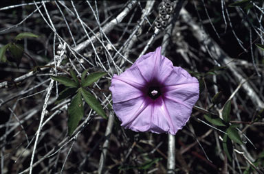 APII jpeg image of Ipomoea cairica  © contact APII