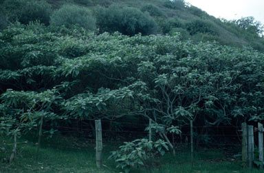 APII jpeg image of Solanum mauritianum  © contact APII