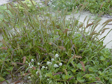 APII jpeg image of Cenchrus echinatus  © contact APII