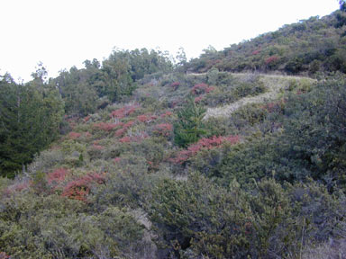 APII jpeg image of Cotoneaster pannosus  © contact APII