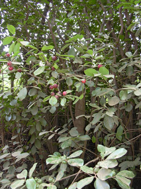 APII jpeg image of Psidium cattleyanum  © contact APII