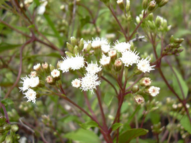 APII jpeg image of Ageratina riparia  © contact APII