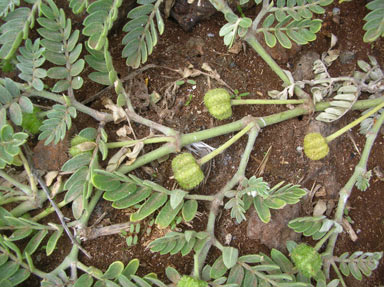 APII jpeg image of Tribulus cistoides  © contact APII