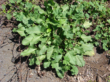 APII jpeg image of Rumex spinosus  © contact APII