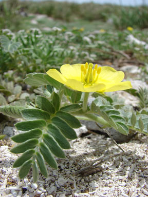 APII jpeg image of Tribulus cistoides  © contact APII