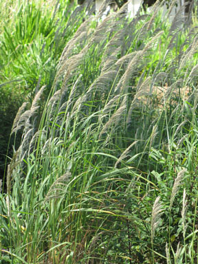 APII jpeg image of Digitaria insularis  © contact APII