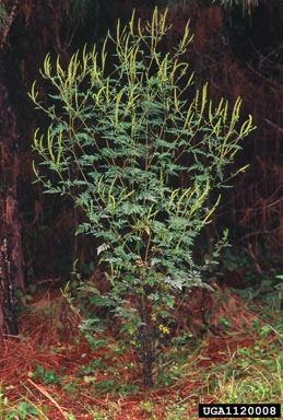 APII jpeg image of Ambrosia artemisiifolia  © contact APII