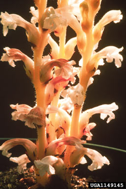 APII jpeg image of Orobanche ramosa  © contact APII