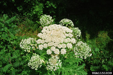 APII jpeg image of Heracleum mantegazzianum  © contact APII