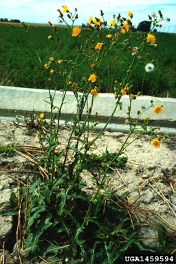 APII jpeg image of Sonchus arvensis  © contact APII