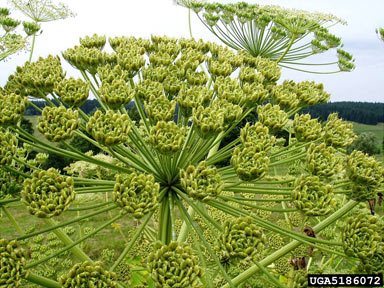 APII jpeg image of Heracleum mantegazzianum  © contact APII