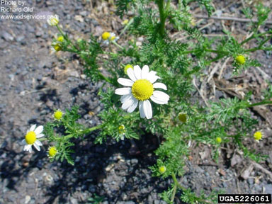 APII jpeg image of Anthemis cotula  © contact APII