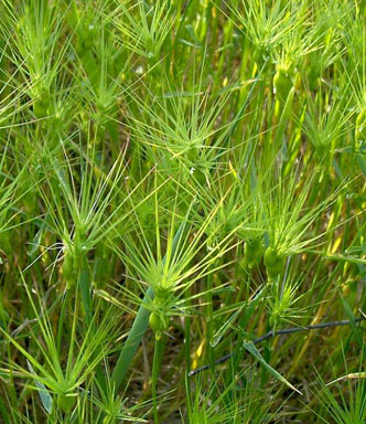 APII jpeg image of Aegilops geniculata  © contact APII