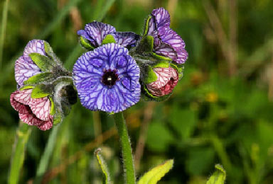 APII jpeg image of Cynoglossum creticum  © contact APII