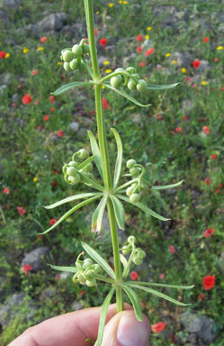 APII jpeg image of Galium tricornutum  © contact APII