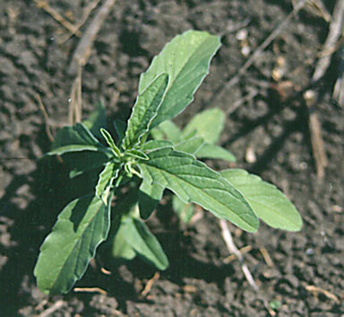 APII jpeg image of Salvia reflexa  © contact APII