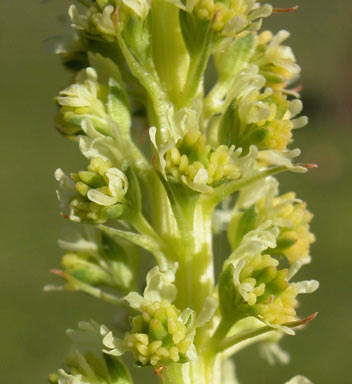 APII jpeg image of Reseda luteola  © contact APII