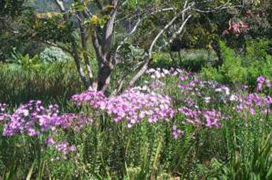 APII jpeg image of Senecio glastifolius  © contact APII