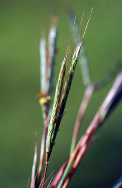 APII jpeg image of Andropogon gayanus 'Kent'  © contact APII