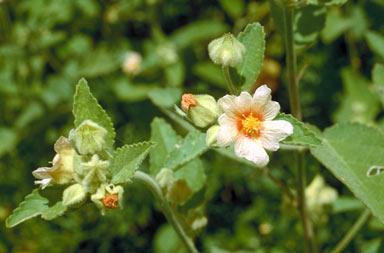 APII jpeg image of Sida cordifolia  © contact APII