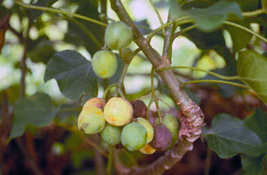 APII jpeg image of Jatropha curcas  © contact APII