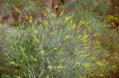 APII jpeg image of Genista monspessulana  © contact APII