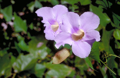 APII jpeg image of Thunbergia grandiflora  © contact APII