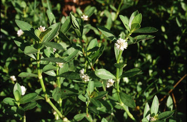 APII jpeg image of Alternanthera philoxeroides  © contact APII