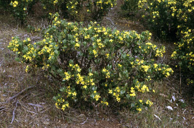 APII jpeg image of Chrysanthemoides monilifera subsp. monilifera  © contact APII