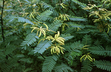 APII jpeg image of Mimosa pigra  © contact APII