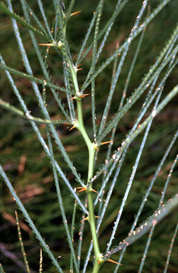 APII jpeg image of Parkinsonia aculeata  © contact APII