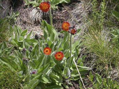 APII jpeg image of Hieracium aurantiacum  © contact APII