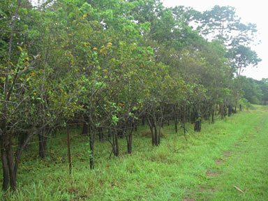 APII jpeg image of Annona glabra  © contact APII