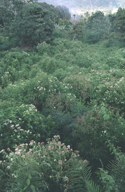 APII jpeg image of Austroeupatorium inulaefolium  © contact APII