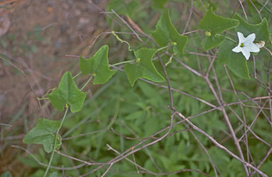 APII jpeg image of Coccinia grandis  © contact APII