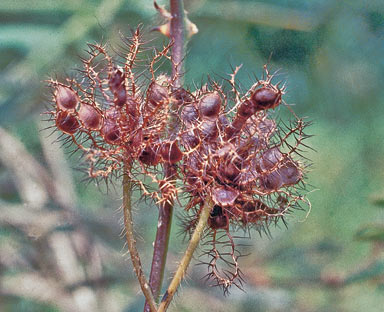 APII jpeg image of Mimosa pudica  © contact APII