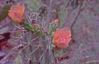 APII jpeg image of Opuntia ficus-indica  © contact APII