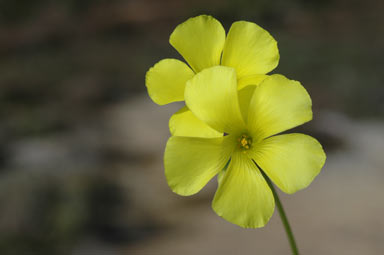 APII jpeg image of Oxalis pes-caprae  © contact APII