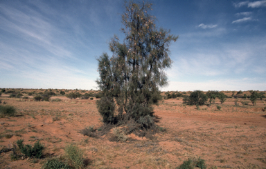 APII jpeg image of Acacia peuce  © contact APII