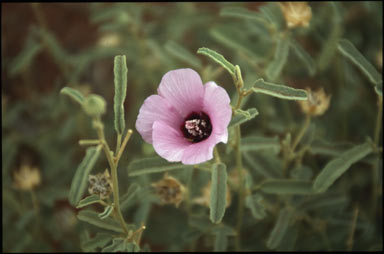 APII jpeg image of Hibiscus microchlaenus  © contact APII