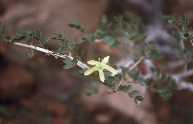 APII jpeg image of Tribulus platypterus  © contact APII