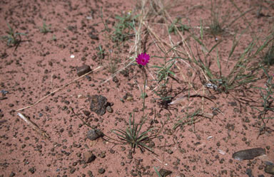 APII jpeg image of Calandrinia  © contact APII