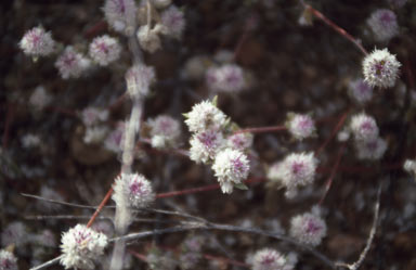 APII jpeg image of Gomphrena leptoclada subsp. leptoclada  © contact APII