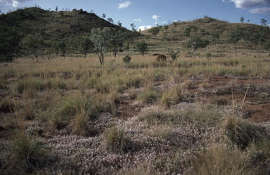 APII jpeg image of Gomphrena canescens subsp. canescens  © contact APII